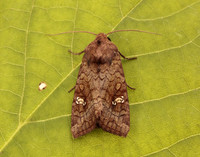 73.127 BF2357 Large Ear Amphipoea lucens gendet