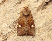 73.127 BF2357 Large Ear Amphipoea lucens gendet
