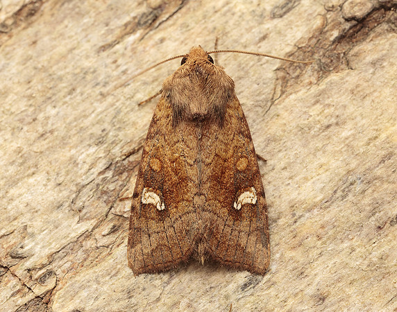 73.127 BF2357 Large Ear Amphipoea lucens gendet
