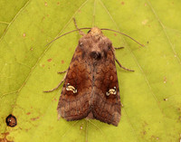 73.127 BF2357 Large Ear Amphipoea lucens