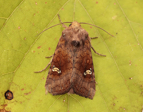 73.127 BF2357 Large Ear Amphipoea lucens gendet