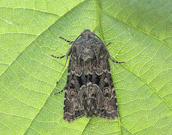 73.131 BF2353 Flounced Rustic Luperina testacea