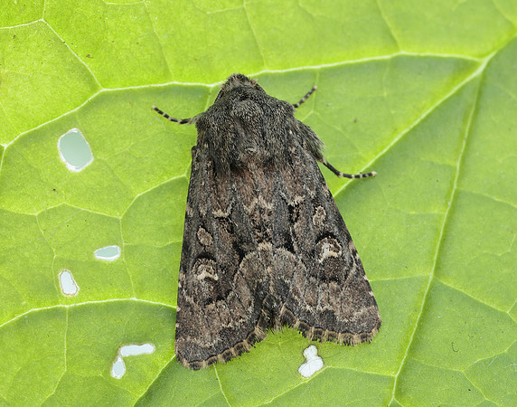 73.131 BF2353 Flounced Rustic Luperina testacea