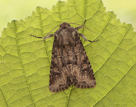 73.131 BF2353 Flounced Rustic Luperina testacea