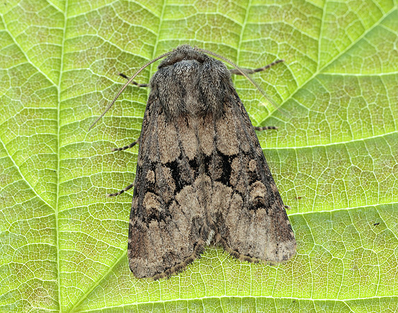 73.131 BF2353 Flounced Rustic Luperina testacea