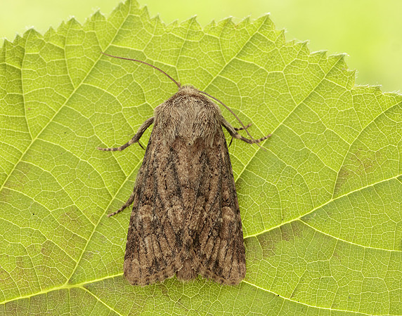 73.131 BF2353 Flounced Rustic Luperina testacea