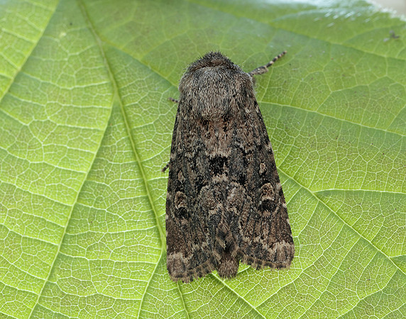73.131 BF2353 Flounced Rustic Luperina testacea