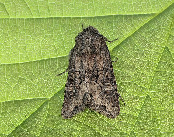 73.131 BF2353 Flounced Rustic Luperina testacea