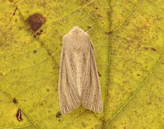 73.134 BF2375 Large Wainscot Rhizedra lutosa