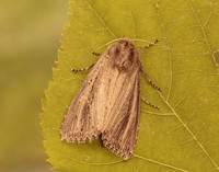 73.136 BF2369 Bulrush Wainscot Nonagria typhae