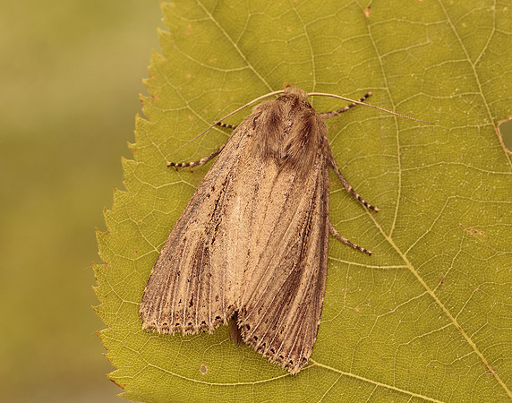 73.136 BF2369 Bulrush Wainscot Nonagria typhae
