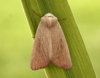 73.137 BF2377 Fen Wainscot Arenostola phragmitidis