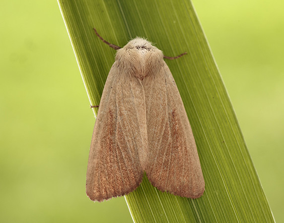 73.137 BF2377 Fen Wainscot Arenostola phragmitidis