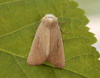 73.137 BF2377 Fen Wainscot Arenostola phragmitidis
