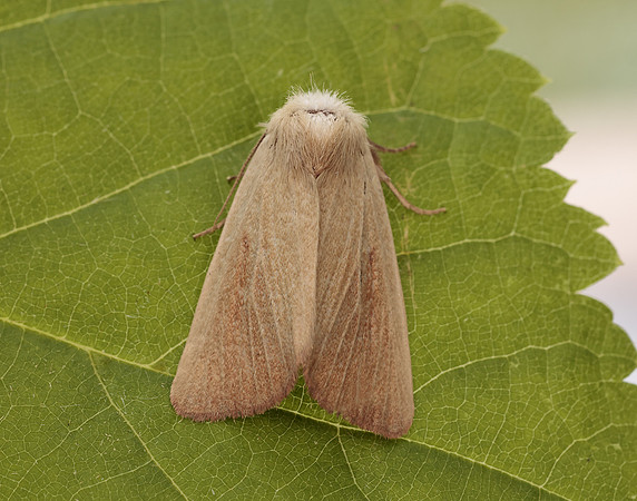 73.137 BF2377 Fen Wainscot Arenostola phragmitidis