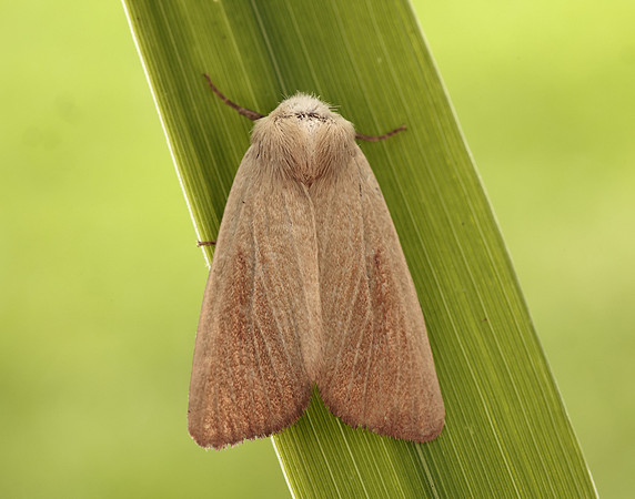 73.137 BF2377 Fen Wainscot Arenostola phragmitidis