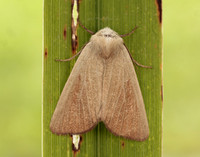 73.137 BF2377 Fen Wainscot Arenostola phragmitidis