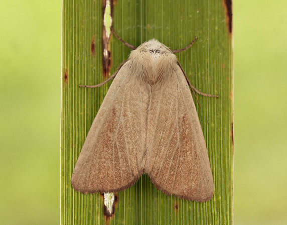 73.137 BF2377 Fen Wainscot Arenostola phragmitidis