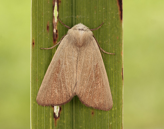 73.137 BF2377 Fen Wainscot Arenostola phragmitidis