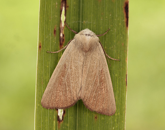 73.137 BF2377 Fen Wainscot Arenostola phragmitidis