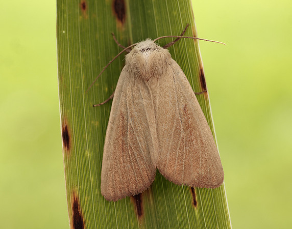 73.137 BF2377 Fen Wainscot Arenostola phragmitidis