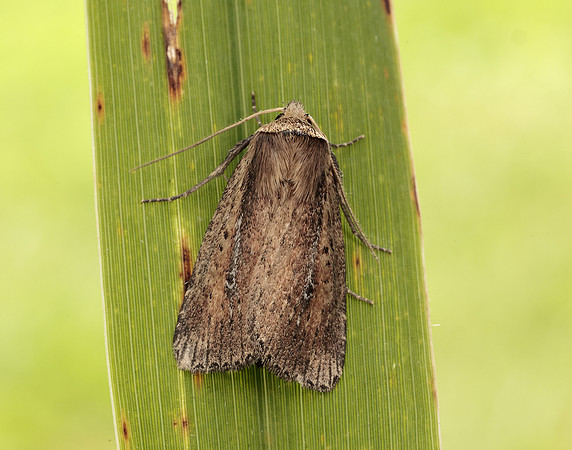 73.141 BF2371 Brown-veined Wainscot Archanara dissoluta