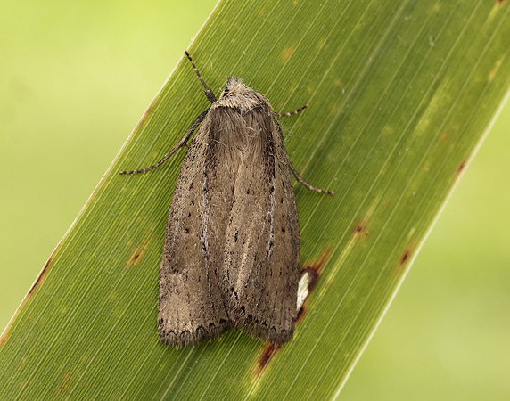73.141 BF2371 Brown-veined Wainscot Archanara dissoluta