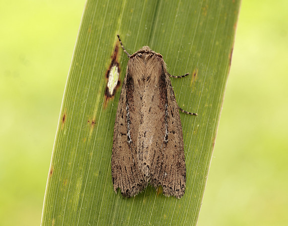 73.141 BF2371 Brown-veined Wainscot Archanara dissoluta