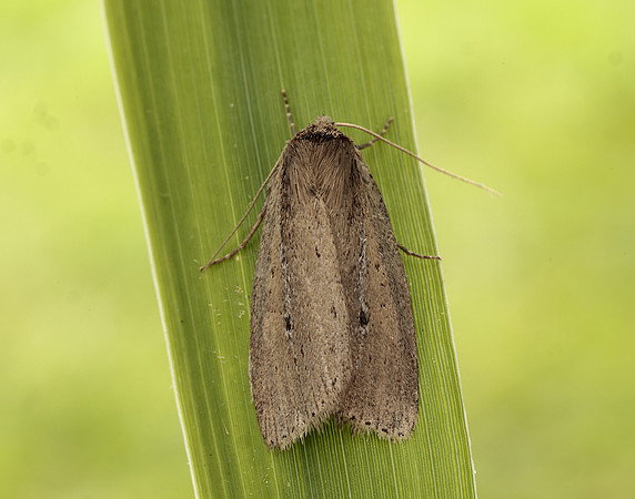 73.141 BF2371 Brown-veined Wainscot Archanara dissoluta