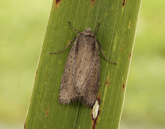 73.141 BF2371 Brown-veined Wainscot Archanara dissoluta