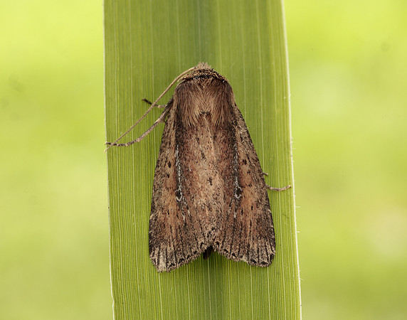 73.141 BF2371 Brown-veined Wainscot Archanara dissoluta