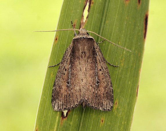 73.141 BF2371 Brown-veined Wainscot Archanara dissoluta