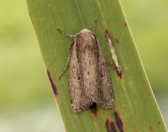 73.141 BF2371 Brown-veined Wainscot Archanara dissoluta