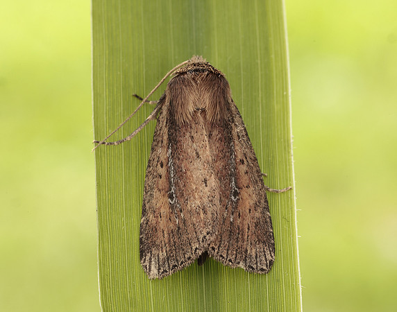 73.141 BF2371 Brown-veined Wainscot Archanara dissoluta