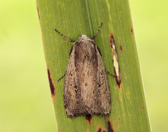 73.141 BF2371 Brown-veined Wainscot Archanara dissoluta