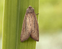 73.142 BF2379 Small Rufous Coenobia rufa