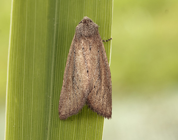 73.142 BF2379 Small Rufous Coenobia rufa