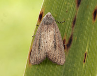 73.142 BF2379 Small Rufous Coenobia rufa