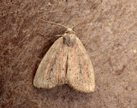73.142 BF2379 Small Rufous Coenobia rufa