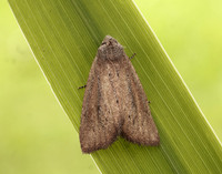 73.142 BF2379 Small Rufous Coenobia rufa