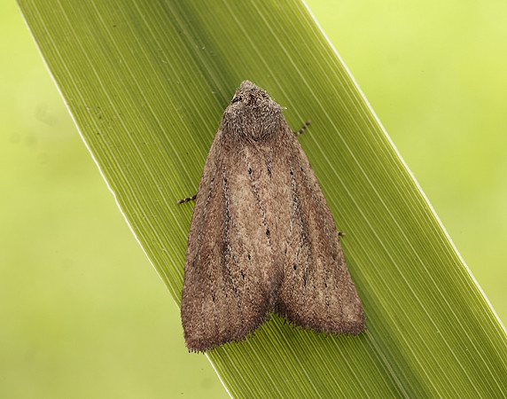 73.142 BF2379 Small Rufous Coenobia rufa