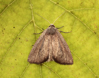 73.142 BF2379 Small Rufous Coenobia rufa