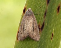 73.142 BF2379 Small Rufous Coenobia rufa