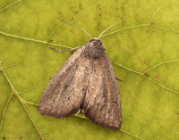 73.142 BF2379 Small Rufous Coenobia rufa