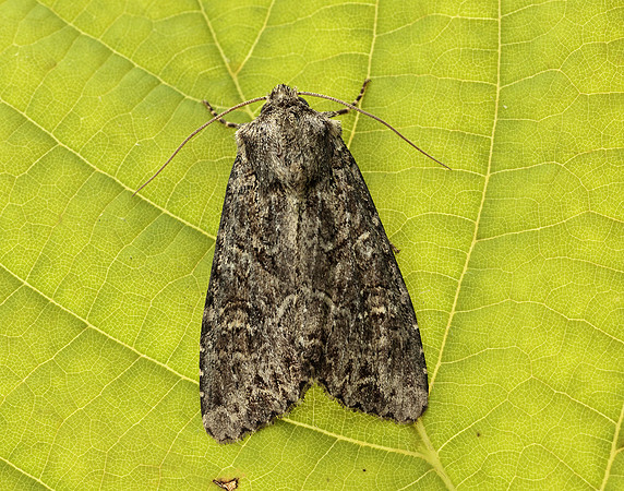 73.154 BF2330 Dusky Brocade Apamea remissa