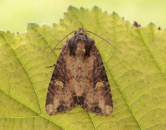 73.156 BF2326 Clouded-bordered Brindle Apamea crenata