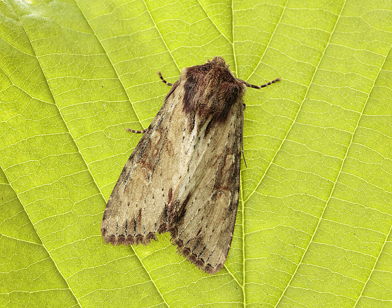 73.156 BF2326 Clouded-bordered Brindle Apamea crenata