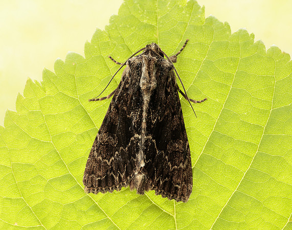 73.162 BF2321 Dark Arches Apamea monoglypha