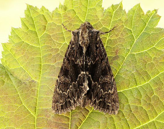 73.162 BF2321 Dark Arches Apamea monoglypha