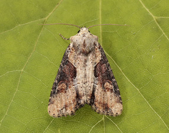 73.168 BF2336 Double Lobed Lateroligia ophiogramma